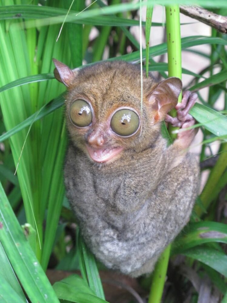 Bertemu Tarsius Di Belitung